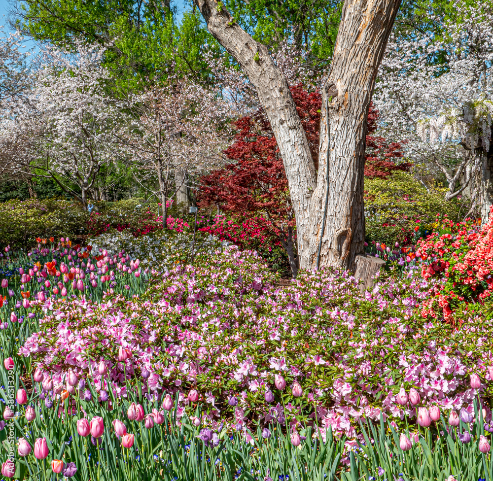 Fototapeta premium Spring Botanical Gardens