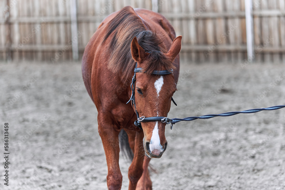 horse lunge with cavesson Stock Photo Adobe Stock