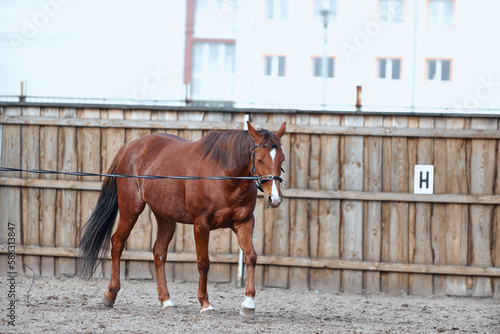 horse lunging with cavesson