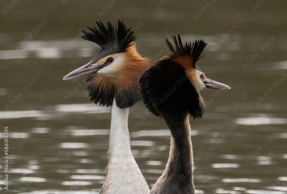 Fototapeta premium great crested grebe