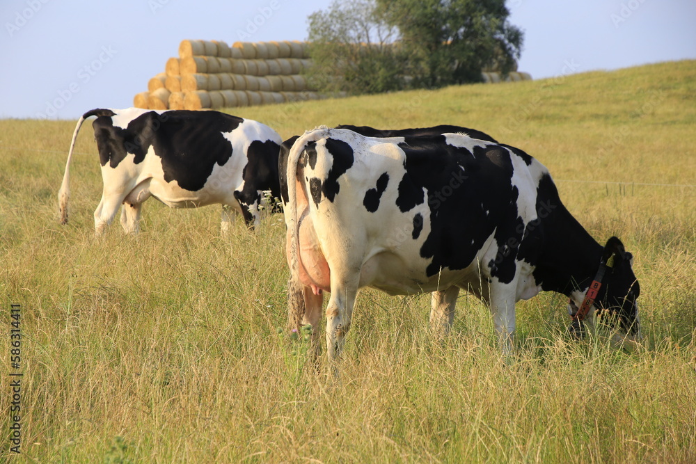 Milchkühe auf einer Weide in Dermbach/Rhön. Dermbach, Thüringen, Deutschland, Europa -
Dairy cows on a pasture in Dermbach/Rhoen. Dermbach, Thuringia, Germany, Europe -