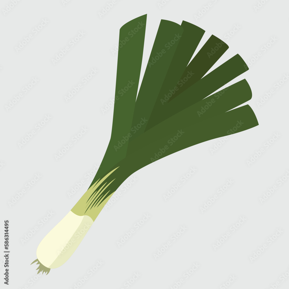 Leek Vegetable in the onion family. The broadleaf wild leek. Vector