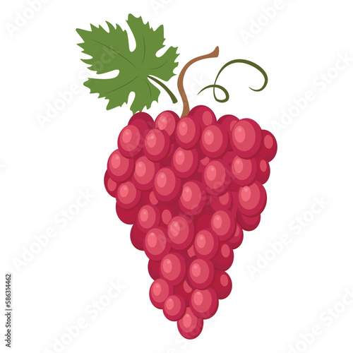 Red globe grape. The Red Globe is a variety of very large, seeded red grapes with firm flesh used mainly as a table grape. Vector illustration isolated on white background