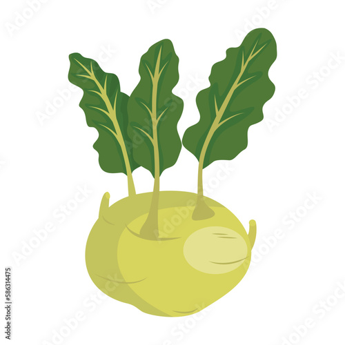 Kohlrabi Biennial cultivar of wild cabbage. German turnip or turnip cabbage. Vector illustration isolated on white background. For template label, packing, web, menu, logo, textile, icon