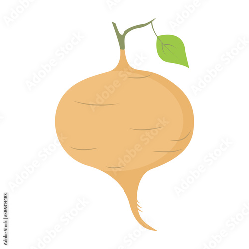 Jicama root. Mexican turnip or jicama bulb root, farm market veggie. Vector illustration isolated on white background. For template label, packing, web, menu, logo, textile, icon