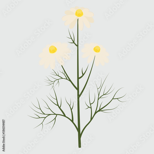 German chamomile plant, Manzanilla, Matricaris, Hungarian Chamomile, Sweet False Chamomile and Blue Chamomile. Vector illustration isolated on white background. For template label, packing, web, icon