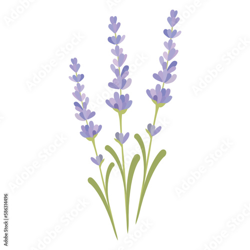 English lavender and true lavender also garden lavender, common and narrow-leaved lavender.Vector illustration isolated on white background. For template label, packing, web, menu, logo, textile, icon