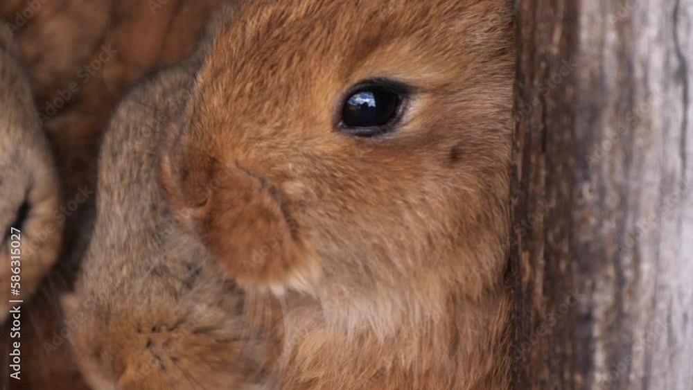 little red rabbits eat in a cage close up little red rabbits eat in a cage close up
