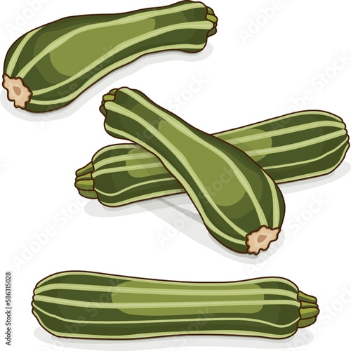 Group of Costata Romanesco squash or Ribbed Roman. Courgette or marrow. Summer squash. Cucurbita pepo. Fruits and vegetables. Cartoon style. Vector illustration isolated on white background. photo