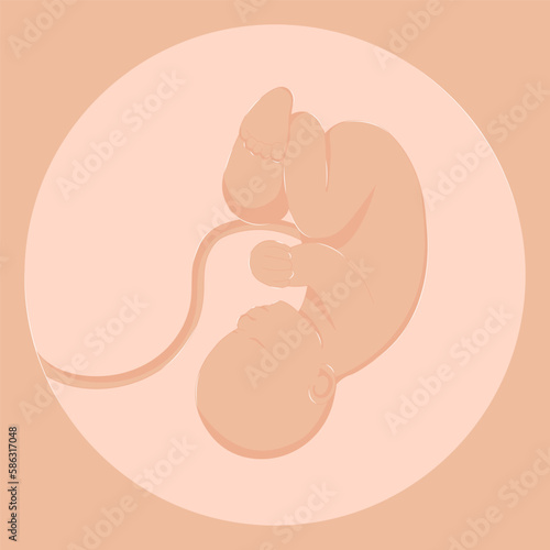 Healthy Pregnancy Embryo on Ultrasound