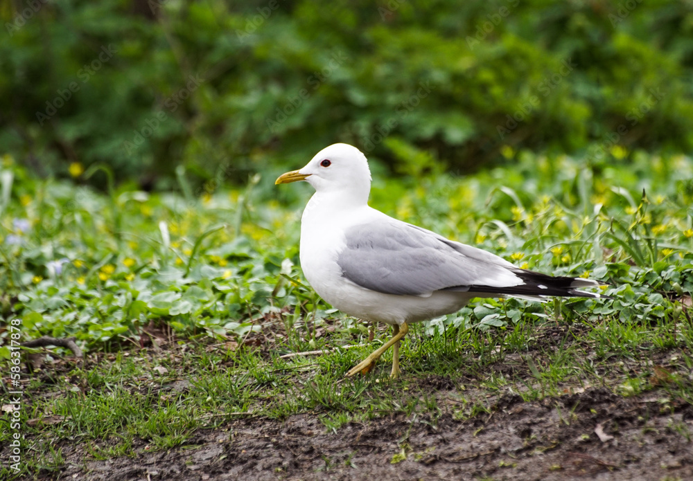 Obraz premium black headed gull
