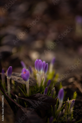 Spring blooming purple crocuses flowers