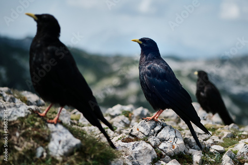 Three birds standing on rocks