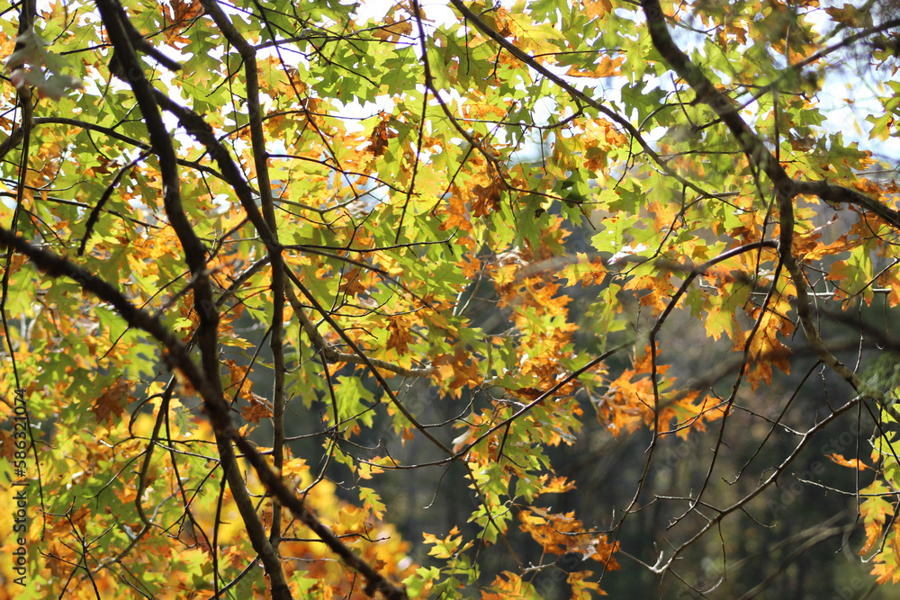 autumn in the park