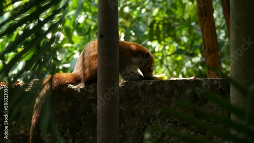 Coati eats fruit among foliage photo