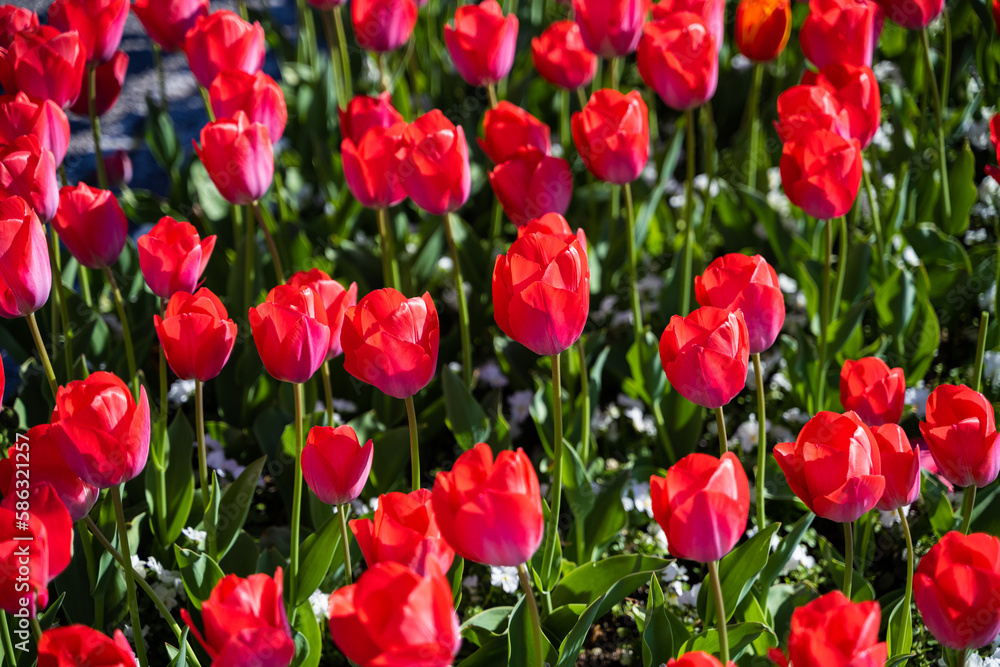 Colorful tulips and bright flowers in an expanse of green spring grass. Colorful tulips and bright flowers in an expanse of green spring grass.