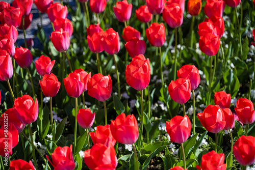 Colorful tulips and bright flowers in an expanse of green spring grass.