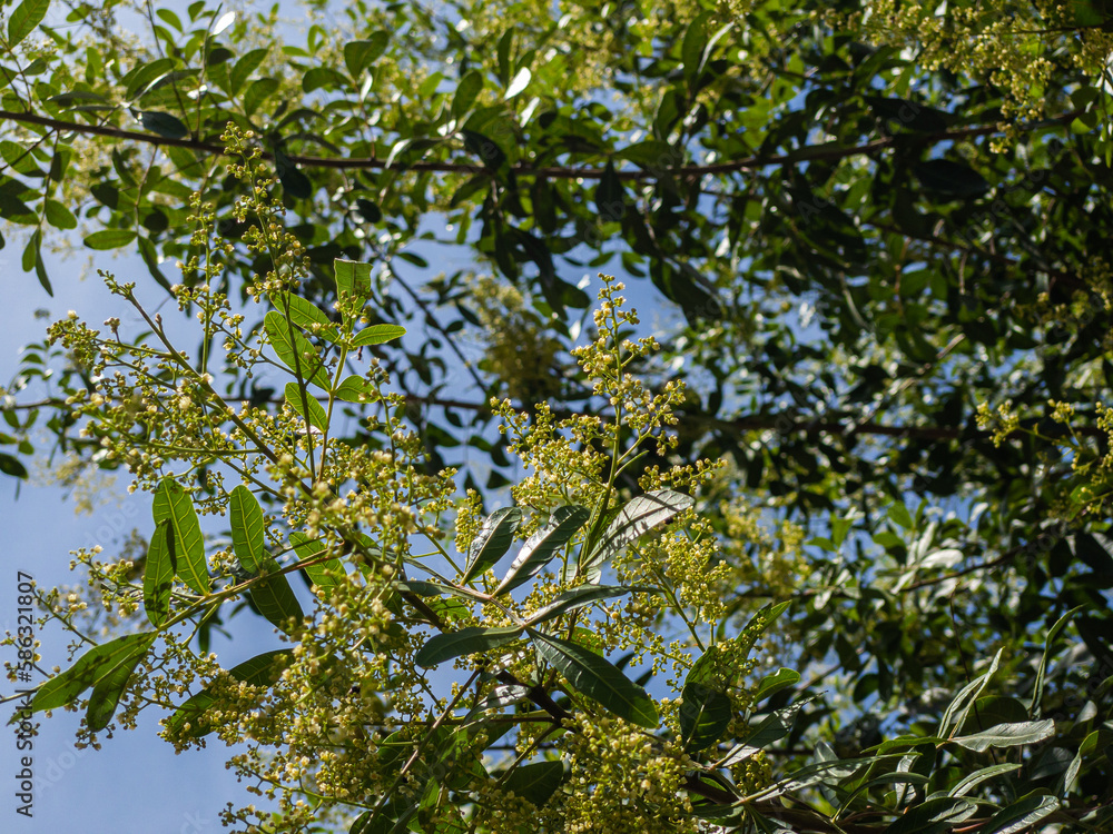 Schinus terebinthifolia litttle flowers, also named Brazilian peppertree, aroeira, rose pepper, broadleaved pepper tree, wilelaiki, Christmasberry tree and Florida holly. Schinus terebinthifolia litttle flowers, also named Brazilian peppertree, aroeira, rose pepper, broadleaved pepper tree, wilelaiki, Christmasberry tree and Florida holly.