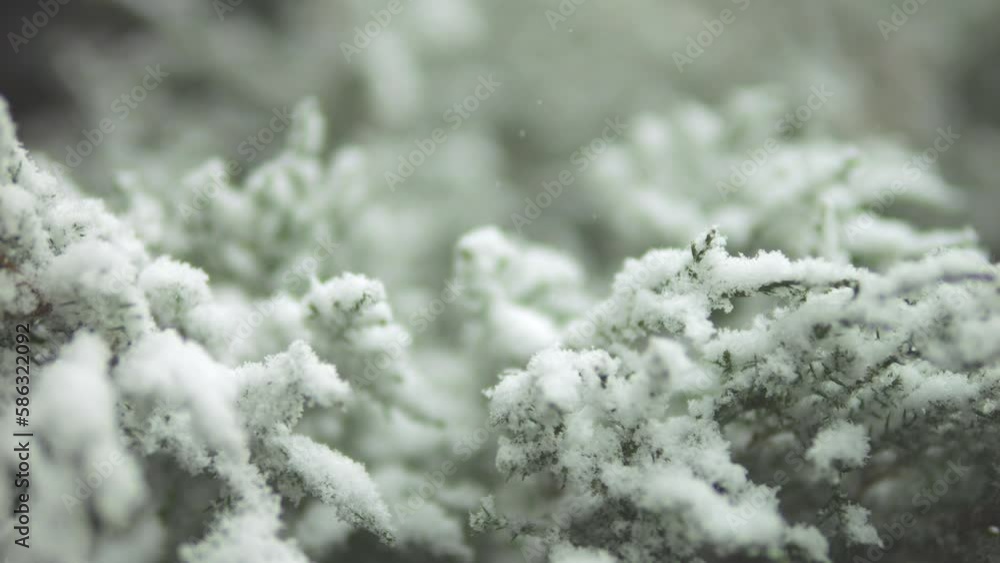 Winter forest. Snow lies on the branches of a coniferous green tree. Winter forest. Snow lies on the branches of a coniferous green tree.