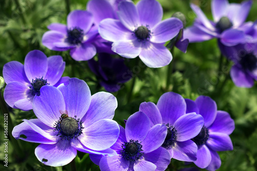 beautiful blue-violet garden flowers  close-up