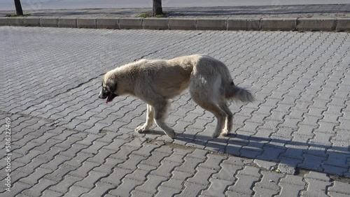 stray stray dog with a crippled leg, crippled dog,