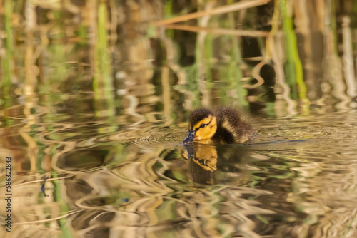 duckling swimming for the first time