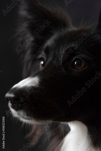 Fotografie Border collie retrato