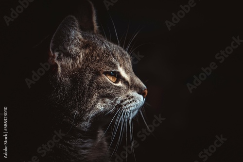 Elegant Cat Portrait, Elegant Cat Portrait,Whiskers and Paws,
Graceful Cat Pose,
The Eyes Have It,
Inquisitive Kitty, Sleek and Sophisticated, Regal Cat Portrait, black background, Elegant and Enchant