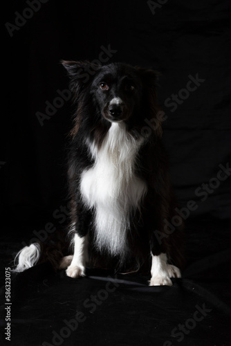 Border collie retrato