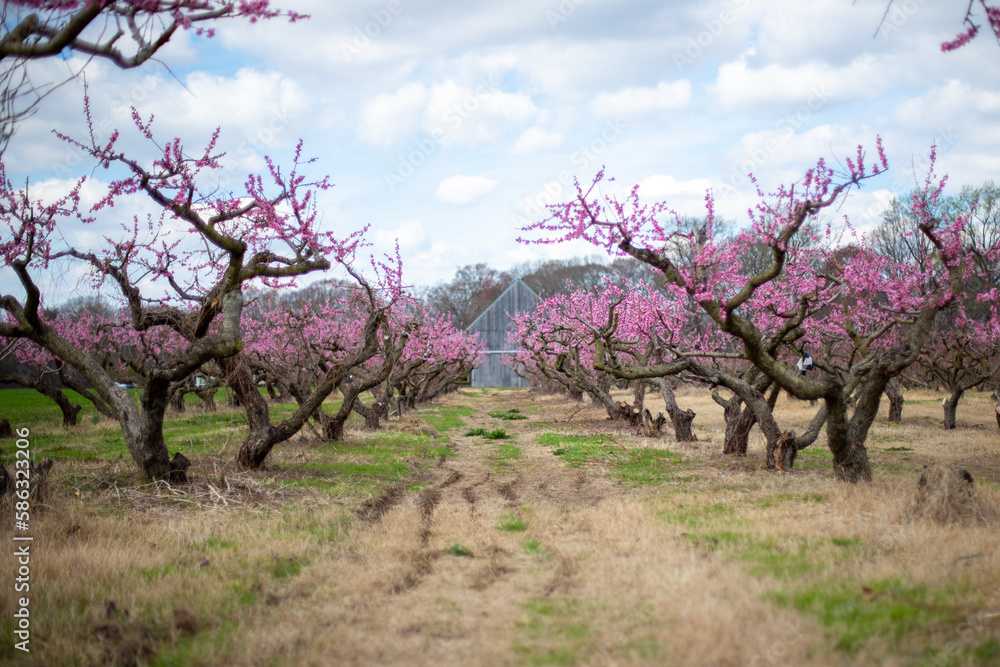 pink peach blossoms in spring at calvert county southern maryland agricultural orchard usa
