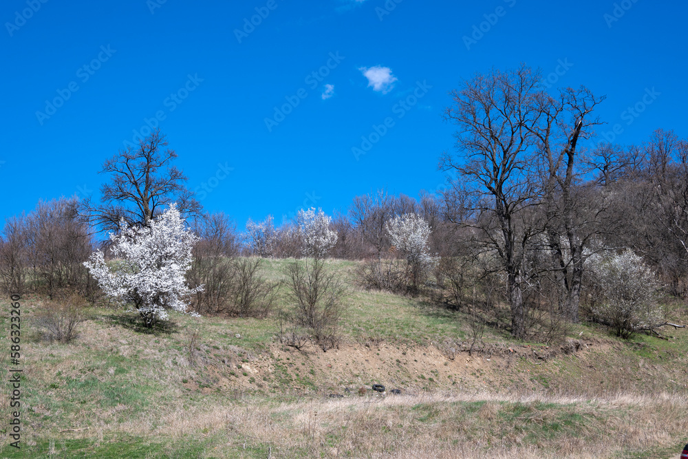 Spring landscape of Lyulin Mountain, Bulgaria Spring landscape of Lyulin Mountain, Bulgaria