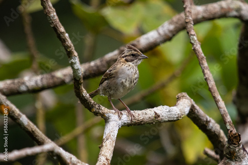 female sparrow on a branch © Leonardo Araújo