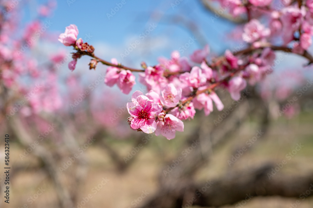 pink peach blossoms in spring at calvert county southern maryland agricultural orchard usa
