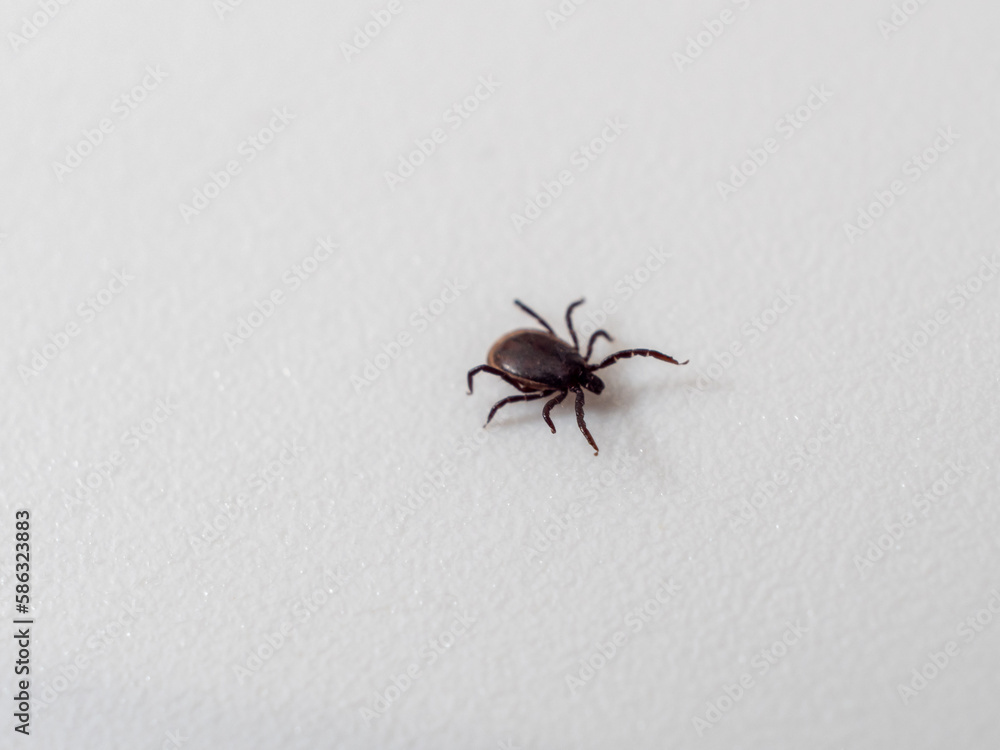 Tick on a white background. Dog tick. Close-up. Tick on a white background. Dog tick. Close-up.