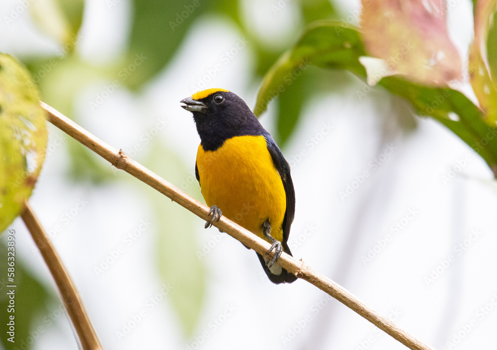 yellow and black bird yellow and black bird
