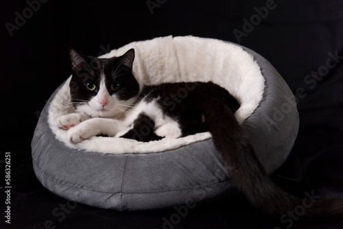 gato común  blanco y negro en estudio