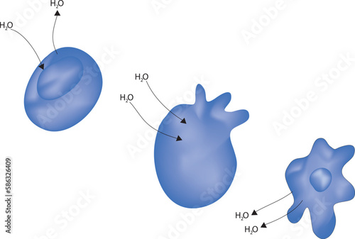osmosis in animal cell