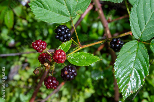 blackberries on a branch with green leaves in garden