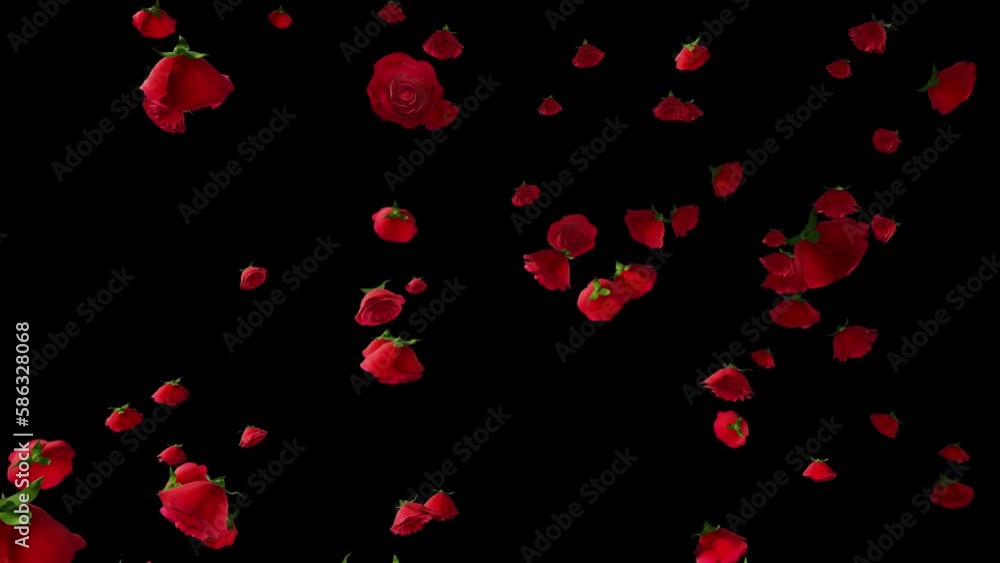 Rose Fall with Alpha Channel Rose Fall with Alpha Channel
