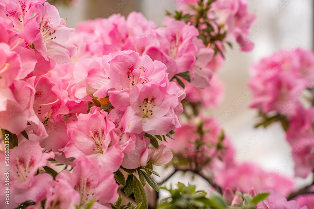 Greenhouse, flowering rhododendrons and azaleas in the botanical garden. Pink flowers close-up Greenhouse, flowering rhododendrons and azaleas in the botanical garden. Pink flowers close-up