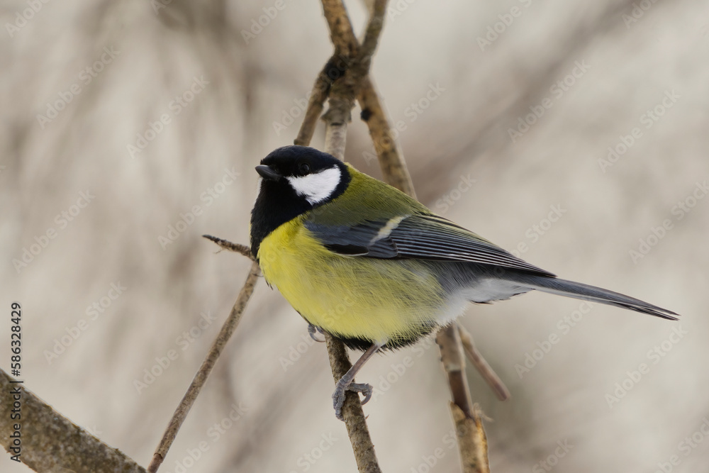 Obraz premium Great tit (Parus major) perched in the forest in early spring.