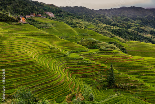 Terraced rice fields near Dazhai Village  Longji  China