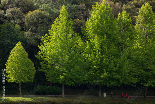 Small maple tree aligns with other big ones like a green puppy. Reforestation concept.