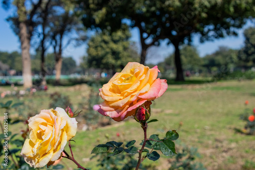 Photography Zakir Hussain Rose Garden Chandigarh