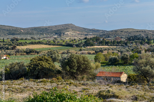 fields of artichokes and Turkish farm near Ovacik (Cesme, Izmir region, Turkey) photo