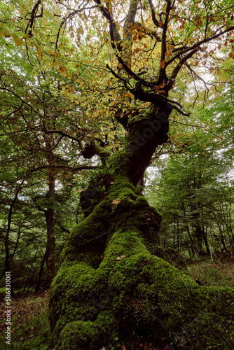 Huge tree covered in moss