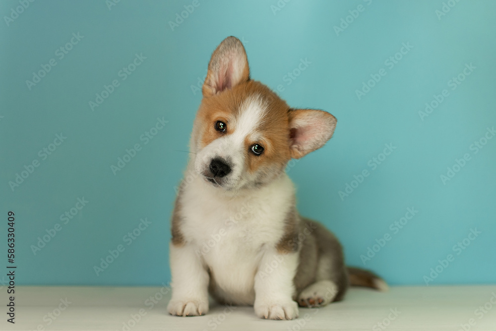 Cute corgi pembroke puppy sitting on a blue background and looking at the camera Cute corgi pembroke puppy sitting on a blue background and looking at the camera