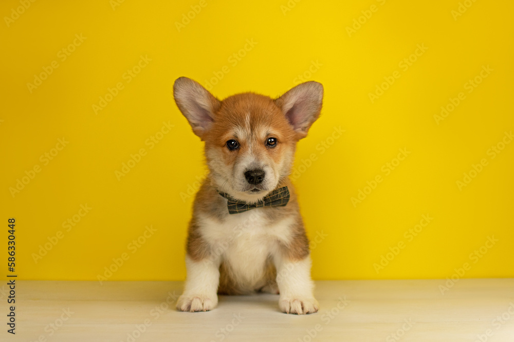 Funny Welsh Corgi Pembroke puppy sitting on a yellow background and looking at the camera Funny Welsh Corgi Pembroke puppy sitting on a yellow background and looking at the camera