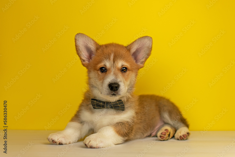 Funny Welsh Corgi Pembroke puppy lies on a yellow background and looks at the camera Funny Welsh Corgi Pembroke puppy lies on a yellow background and looks at the camera