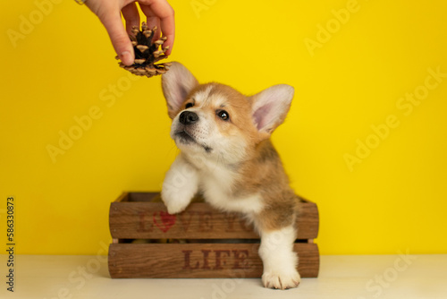 Cute Welsh Corgi puppy sitting in a wooden box on a yellow background © love_dog_photo
